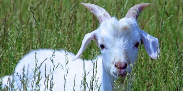 You've goat to be kidding.  Gidget the kid suffers flight delay.